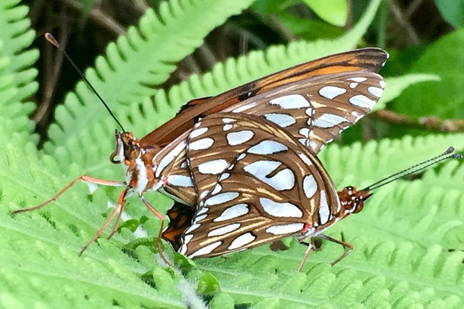 The Maui Butterfly Farm Tour - Feeding butterflies in the flight house