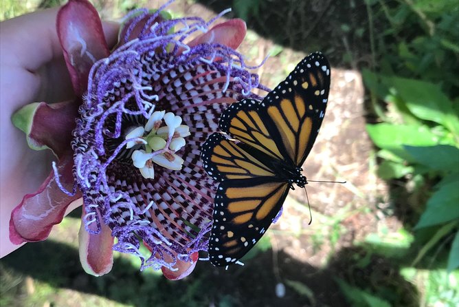 The Maui Butterfly Farm Tour - Why the conservation message adds value