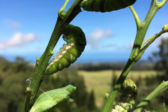 The Maui Butterfly Farm Tour - A good family stop, with a few practical limits