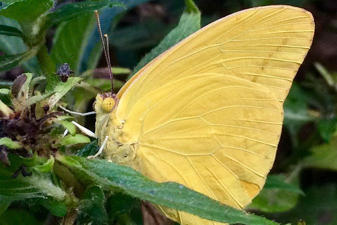 The Maui Butterfly Farm Tour - Location and how to fit it into a Lahaina day