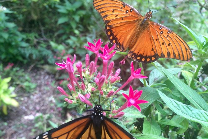 The Maui Butterfly Farm Tour - Booking, weather, and cancellation details