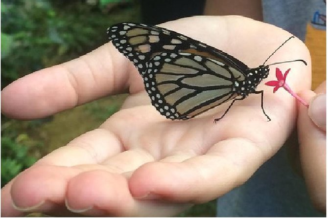 The Maui Butterfly Farm Tour - Inside the butterfly production facility
