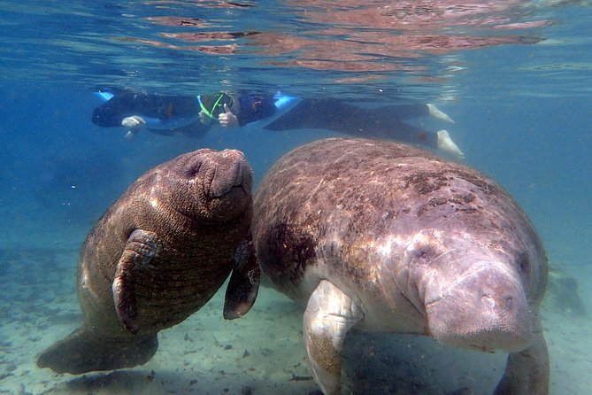 The 'OG' Manatee Snorkel Tour with In-Water Guide/Photographer - Why Crystal River is special for manatee encounters
