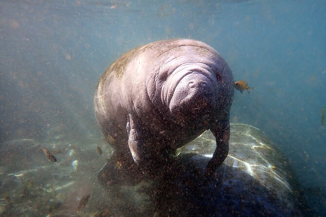 The 'OG' Manatee Snorkel Tour with In-Water Guide/Photographer - What the manatee encounter may feel like