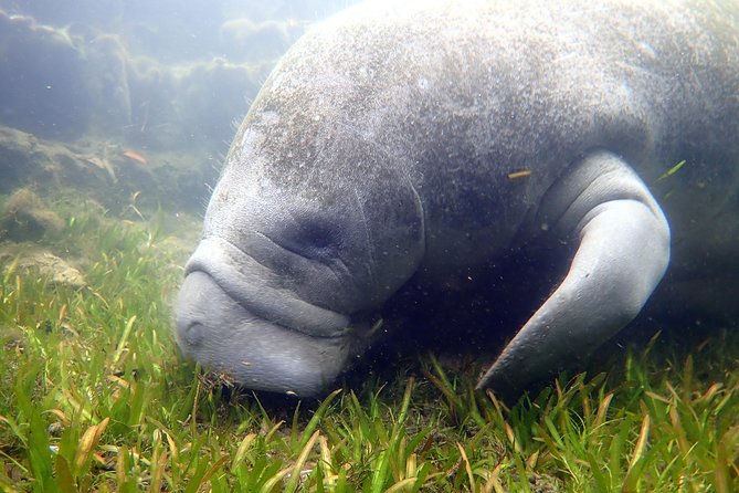 The 'OG' Manatee Snorkel Tour with In-Water Guide/Photographer - Returning for hot cocoa, coffee, and photos