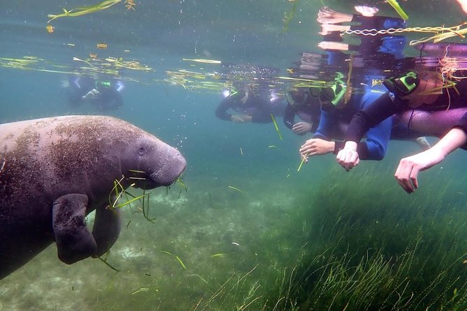 The 'OG' Manatee Snorkel Tour with In-Water Guide/Photographer - Is $76.07 a good value?