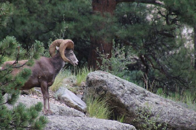 The Rocky Mountain National Park Safari Tour - Why this jeep tour works well in Rocky Mountain National Park