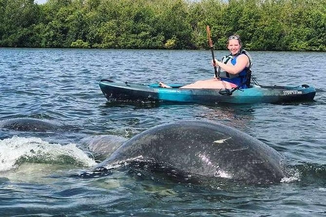 Thousand Island Mangrove Tunnel, Manatee & Dolphin Kayak Tour w/Cocoa Kayaking - Photos included, without phone anxiety