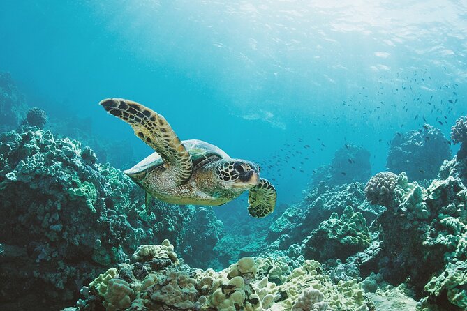 Turtle Canyon Snorkel Adventure in Waikiki, Oahu - From Ala Moana Harbor to Turtle Canyon