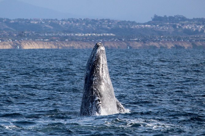 Two-Hour Luxury Whale Watching Tour from Oceanside - Quick facts that matter before you book
