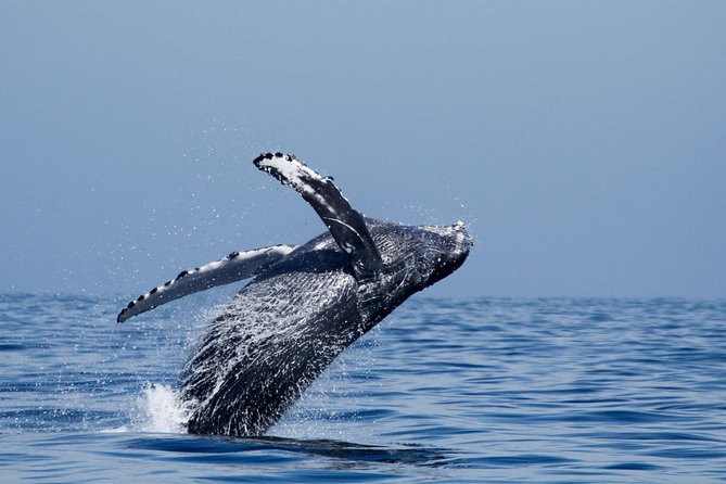 Two-Hour Luxury Whale Watching Tour from Oceanside - How the $64 fare measures up