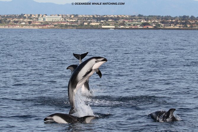 Two-Hour Luxury Whale Watching Tour from Oceanside - Weather, cancellations, and the cost of missing the boat