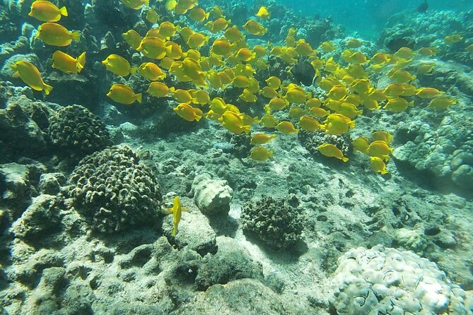 Two Reef Snorkel Trip-See Captain Cook Monument & Sea Caves - Key points to know before you book