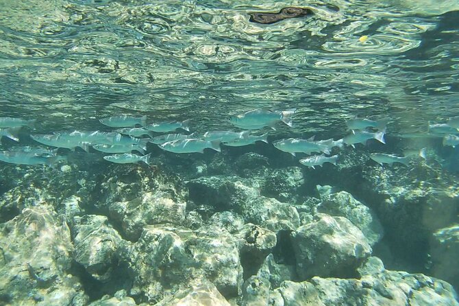 Two Reef Snorkel Trip-See Captain Cook Monument & Sea Caves - Food, equipment, and what you should bring