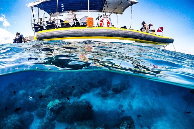 Ultimate 4 Hour Lanai Snorkel and Dolphin Encounter - The conservation side of the ticket