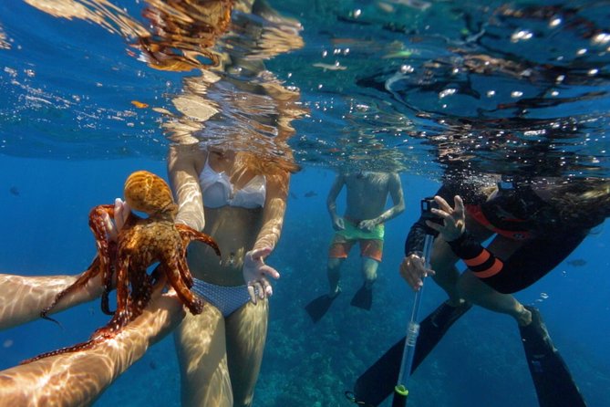 Ultimate 4 Hour Lanai Snorkel and Dolphin Encounter - Who will enjoy this morning most?