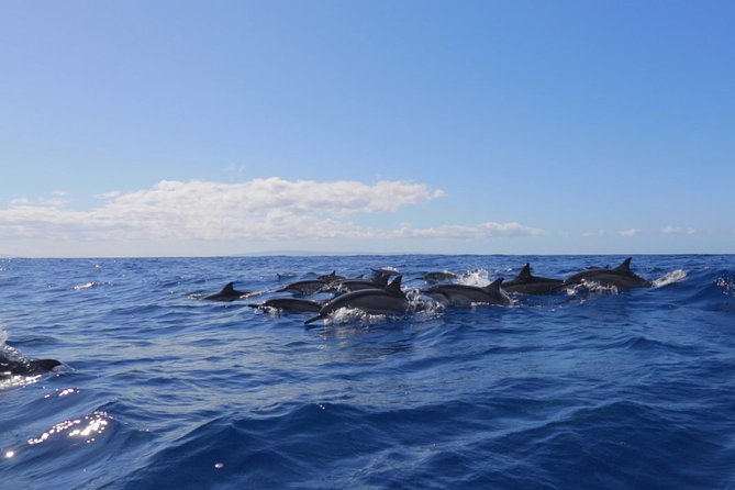 Ultimate 4 Hour Lanai Snorkel and Dolphin Encounter - Why the small boat matters