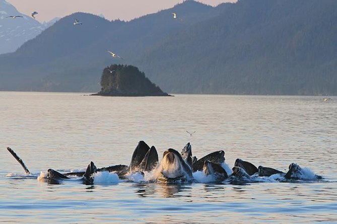 Ultimate Juneau Whale Watch and Mendenhall Glacier View - Key points at a glance