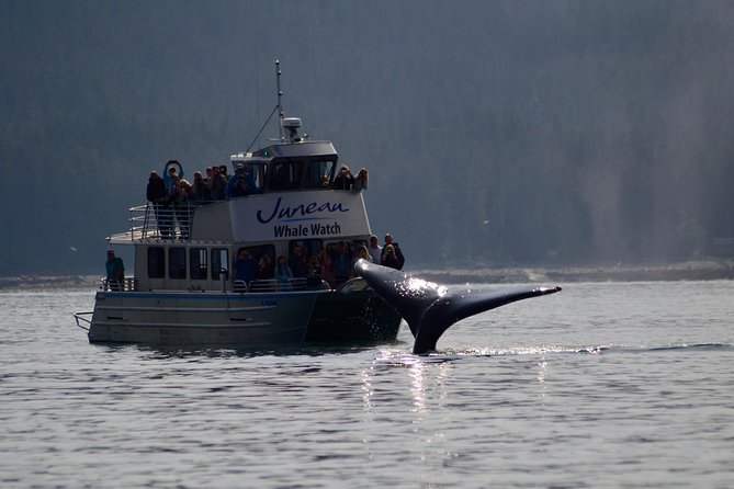 Ultimate Juneau Whale Watch and Mendenhall Glacier View - Two hours where the whales feed