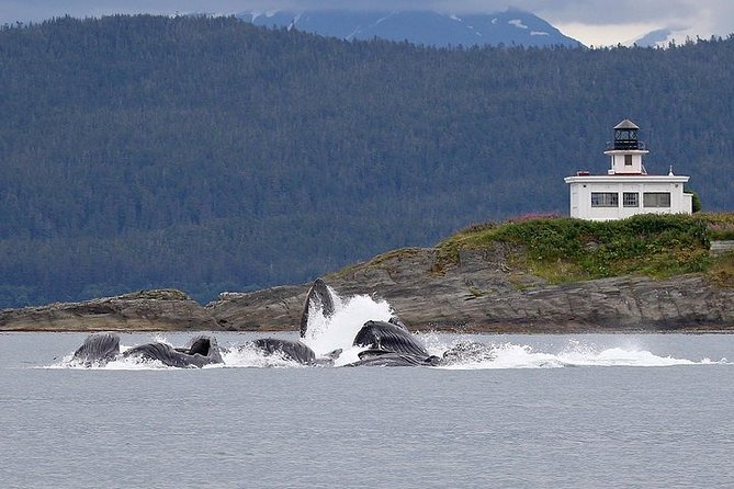 Ultimate Juneau Whale Watch and Mendenhall Glacier View - Staying warm, dry, and ready for a sighting