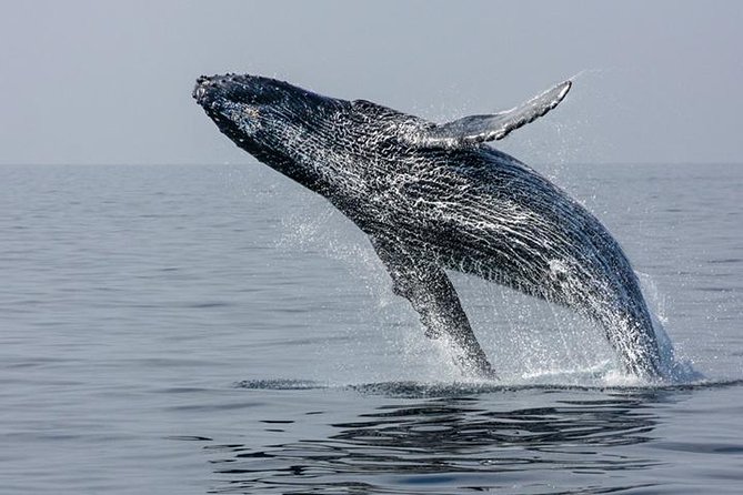Ultimate Juneau Whale Watch and Mendenhall Glacier View - What you may see beyond humpbacks