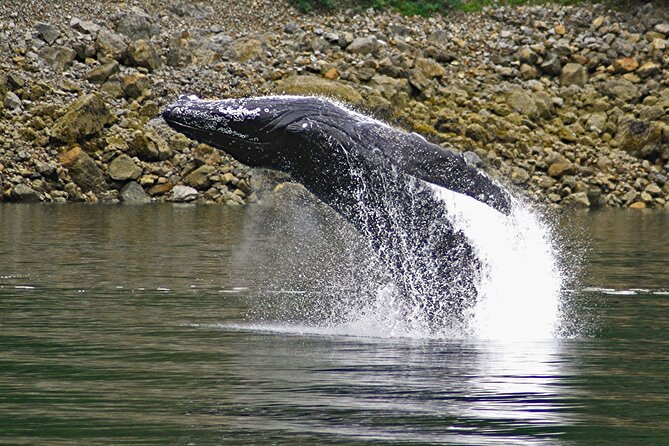 Ultimate Whale Watch and Tracy's Crab Shack Combo - The order of the day matters