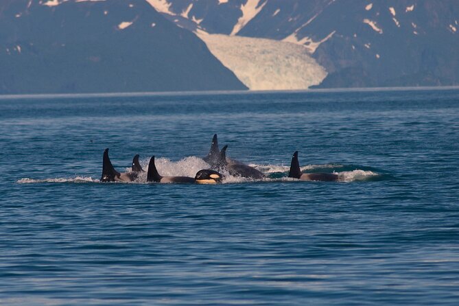 Ultimate Whale Watch and Tracy's Crab Shack Combo - Three hours in Auke Bay with the whale-watch crew