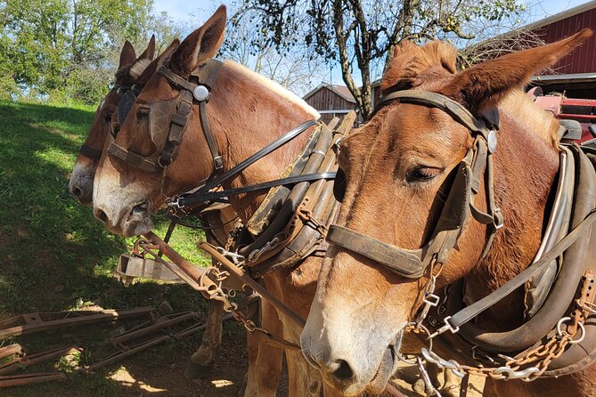 Unique Amish Immersion in Lancaster - Key points to know before you book