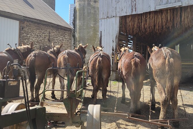 Unique Amish Immersion in Lancaster - Strasburg and the farm from Witness