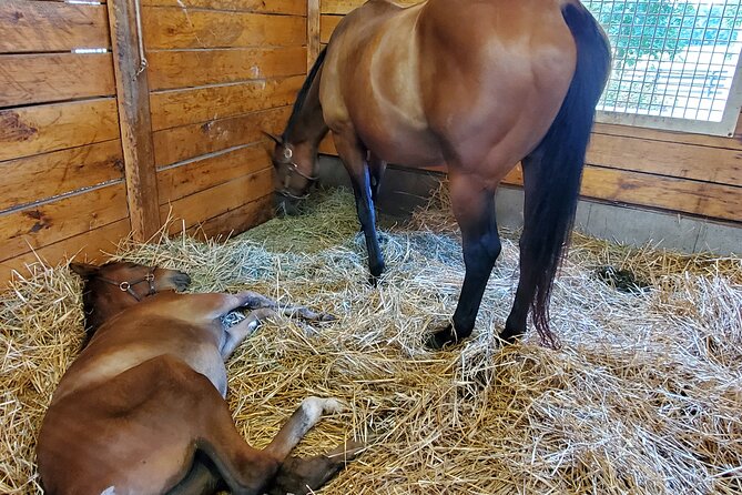 Unique Horse Farm Tours with Insider Access to Private Farms - Why Lexington’s horse country deserves a closer look