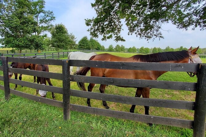Unique Horse Farm Tours with Insider Access to Private Farms - Three stops do not always mean the same three stops