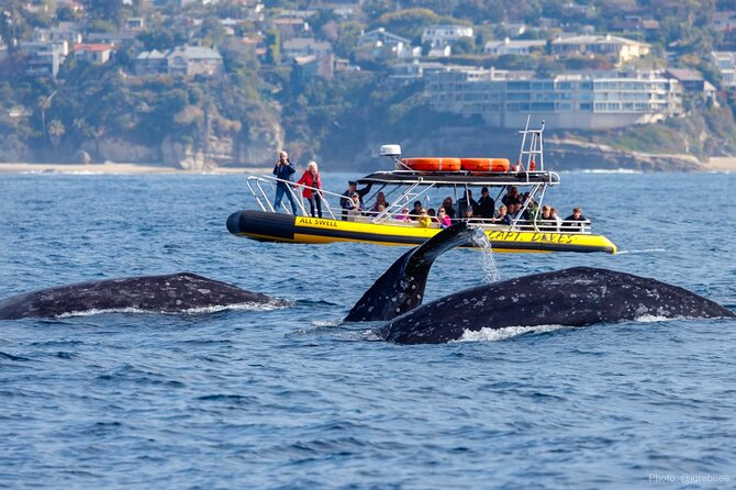 Up-Close Dolphin & Whale Watching Zodiac Adventure in Dana Point - Setting Out From Dana Point Harbor