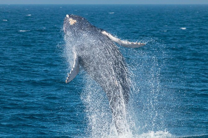 Up-Close Dolphin & Whale Watching Zodiac Adventure in Dana Point - Dolphins Are the Most Reliable Wildlife Prize