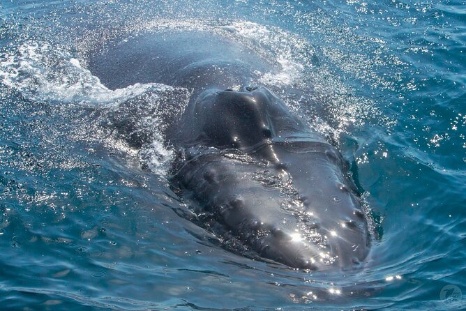 Up-Close Dolphin & Whale Watching Zodiac Adventure in Dana Point - The Crew Adds Meaning to the Sightings