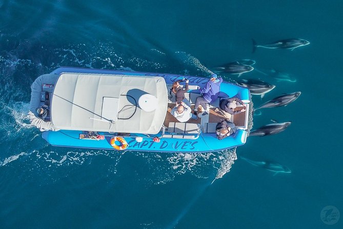 Up-Close Dolphin & Whale Watching Zodiac Adventure in Dana Point - What the Two-Hour Itinerary Feels Like
