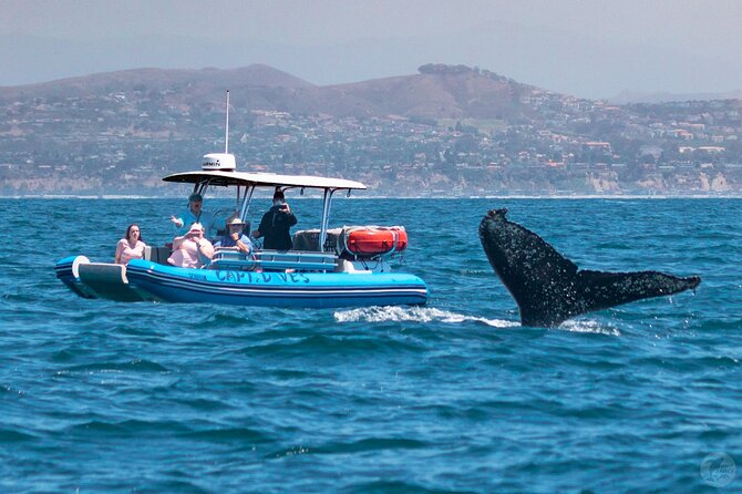 Up-Close Dolphin & Whale Watching Zodiac Adventure in Dana Point - Is $99.99 a Good Price?
