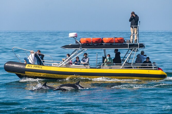 Up-Close Dolphin & Whale Watching Zodiac Adventure in Dana Point - Who Should Choose This Adventure?