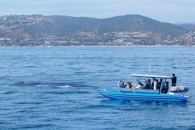 Up-Close Dolphin & Whale Watching Zodiac Adventure in Dana Point - Practical Tips for a Better Ride