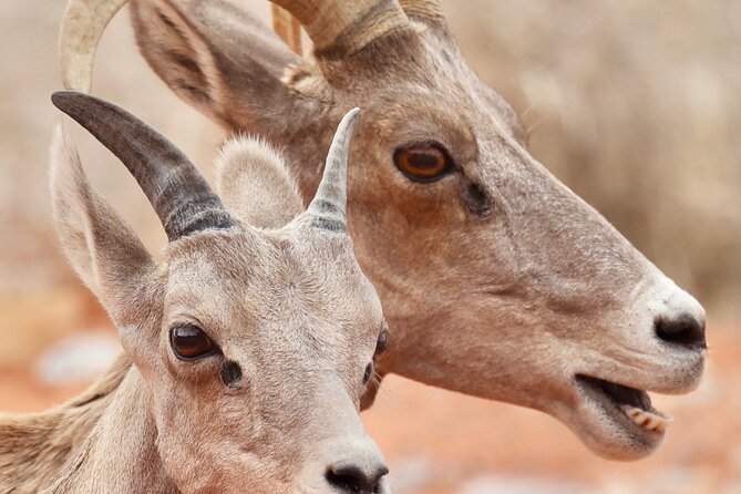Valley of Fire and Red Rock Canyon Day Tour from Las Vegas - Food, water, and what to pack