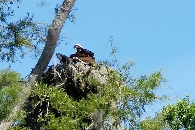 Waccamaw River Nature and Wildlife Tour - Leaving Myrtle Beach for the Waccamaw River