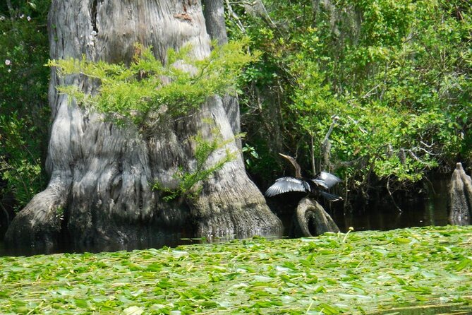 Waccamaw River Nature and Wildlife Tour - A two-hour route through changing water