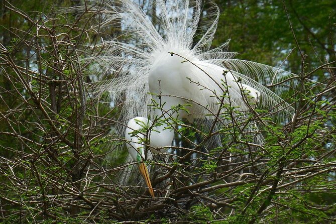 Waccamaw River Nature and Wildlife Tour - Weather, timing, and cancellation