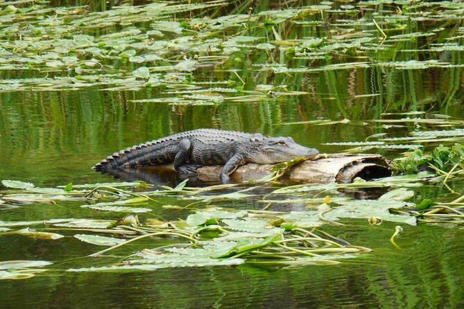 Waccamaw River Nature and Wildlife Tour - Wildlife is possible, not promised