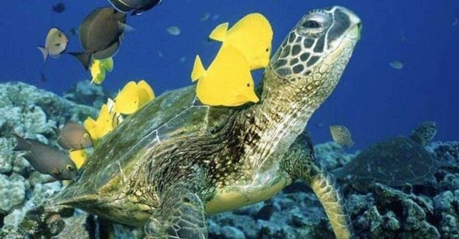 Waikiki Beach: Turtle Snorkeling and Sailing on Hāwea - What Turtle Canyon offers underwater