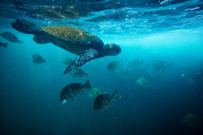 Waikiki Catamaran Snorkel Sail with Lunch: Turtles Guaranteed - How crowded is the water?