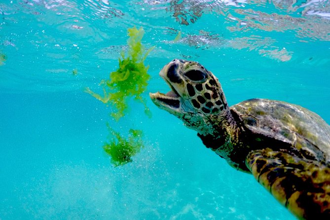 Waikiki Catamaran Snorkel Sail with Lunch: Turtles Guaranteed - Lunch, cocktails, and the difference between departures