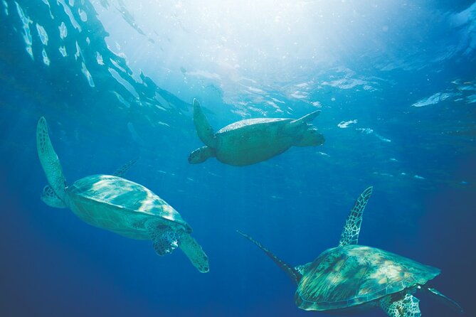 Waikiki Catamaran Snorkel Sail with Lunch: Turtles Guaranteed - The return sail to Waikiki