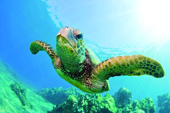 Waikiki Catamaran Snorkel Sail with Lunch: Turtles Guaranteed - Snorkeling at the one-hour Turtle Canyon stop