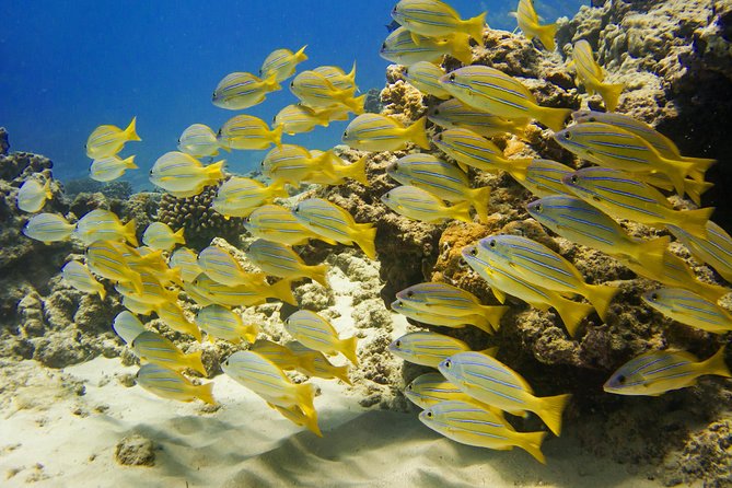 Waikiki, Hawaii: Turtle Canyon Snorkel Excursion - Crowds, boats, and the feel of the reef