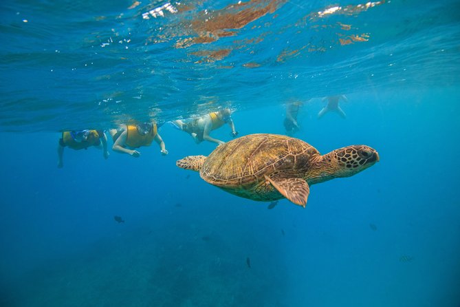 Waikiki, Hawaii: Turtle Canyon Snorkel Excursion - Is the $79.21 price good value?
